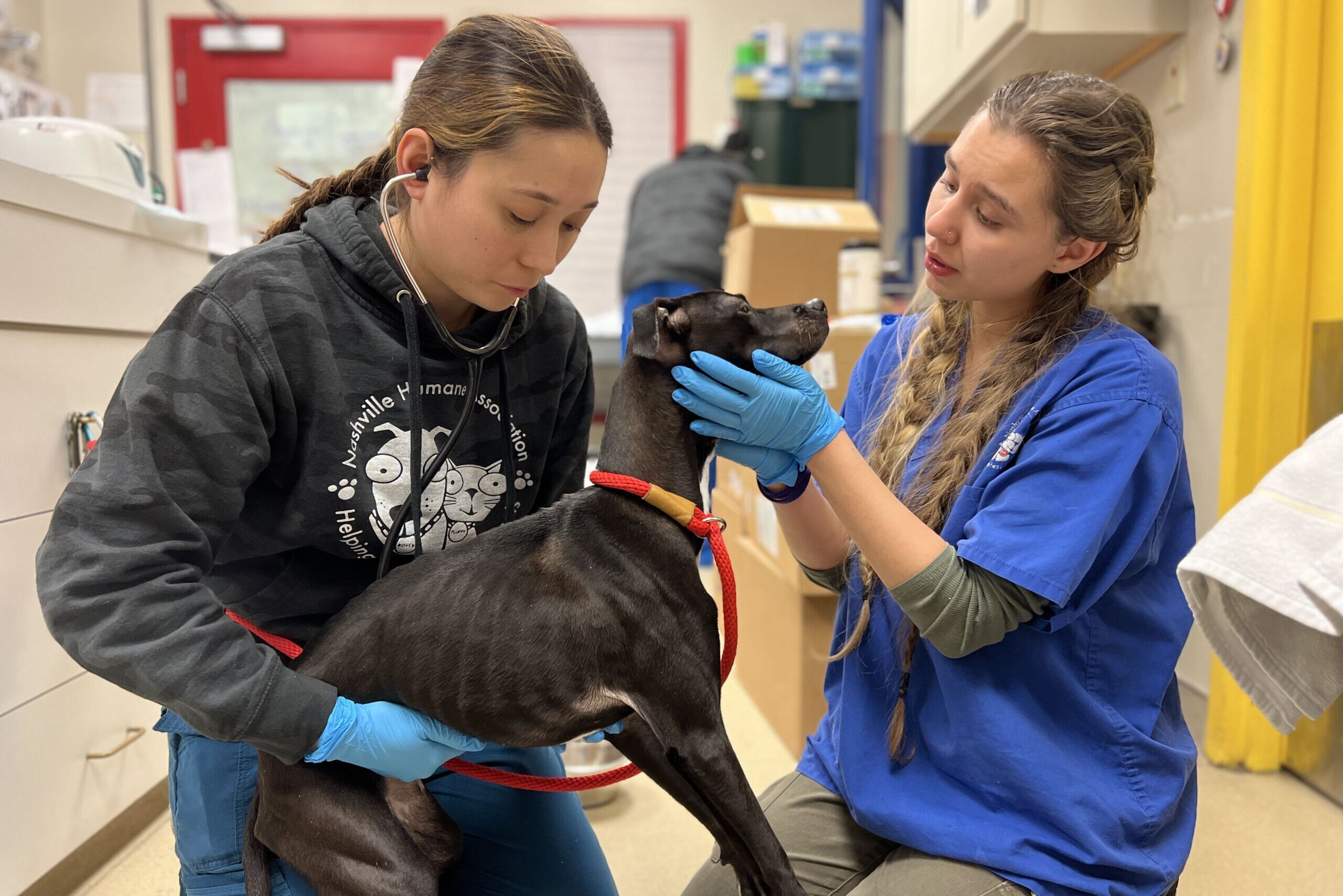 Nashville Humane's Medical Team examines Luxe, a neglected, emaciated dog.