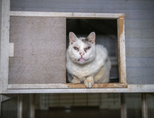 30 Cats From an Alleged Cruelty Situation Are Now Calling NHA Home