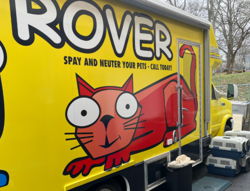 Supporting Pet Overpopulation Solutions: NHA’s Rover Program on World Spay Day
